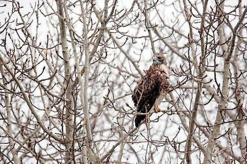 A red-tailed hawk watches traffic pass while perched in a tree along Highway 10 south of Erickson on Thursday afternoon. (Matt Goerzen/The Brandon Sun)