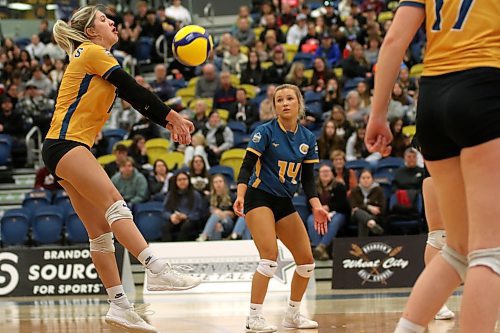 Brandon University Bobcats Jayde Hansen-Young passes a serve against the Manitoba Bisons in Canada West women's volleyball action at the Healthy Living Centre on Friday. (Thomas Friesen/The Brandon Sun)