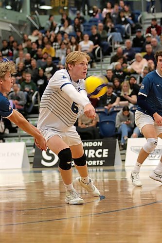 Brandon University Bobcats rookie Kale Fisher got his first Canada West men's volleyball regular season start at libero against the Manitoba Bisons at the Healthy Living Centre on Friday. (Thomas Friesen/The Brandon Sun)