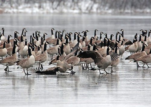 A Canada goose slips on the ice of Lake Clementi on Friday afternoon during a strut through a rather large gaggle of brethren. Several hundred geese had stopped briefly for a rest on top of the frozen-over lake before returning to their migration south. (Matt Goerzen/The Brandon Sun)
