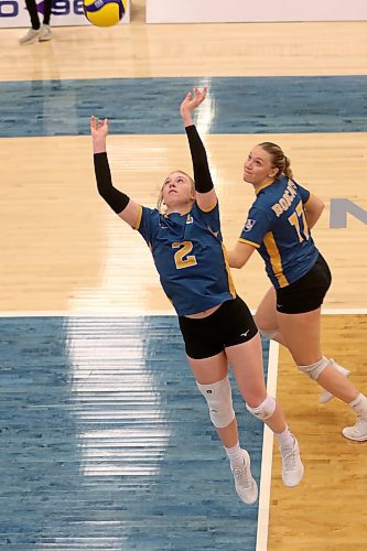 Carly Thomson (2) sets Camryn Hildebrand as the Brandon University Bobcats lost 3-0 to the Manitoba Bisons at the Healthy Living Centre on Saturday. (Thomas Friesen/The Brandon Sun)