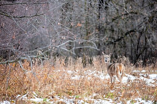 MIKAELA MACKENZIE / WINNIPEG FREE PRESS

The forest near Lemay Avenue on Monday, Nov. 6, 2023. The 22 acres of land is slated to be developed.
Winnipeg Free Press 2023.