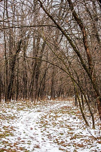 MIKAELA MACKENZIE / WINNIPEG FREE PRESS

The forest near Lemay Avenue on Monday, Nov. 6, 2023. The 22 acres of land is slated to be developed.
Winnipeg Free Press 2023.