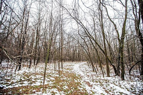 MIKAELA MACKENZIE / WINNIPEG FREE PRESS

The forest near Lemay Avenue on Monday, Nov. 6, 2023. The 22 acres of land is slated to be developed.
Winnipeg Free Press 2023.