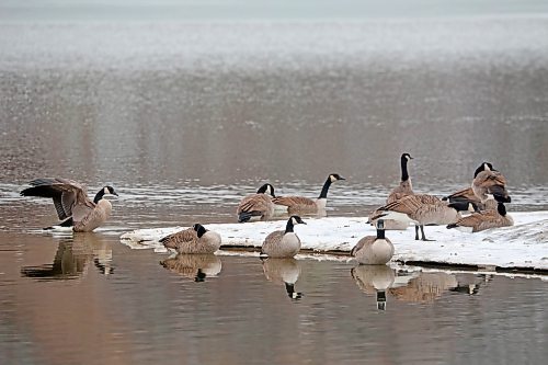 06112023
Canada Geese resting along the shore of Minnedosa Lake are reflected in the water on a grey Monday. 
(Tim Smith/The Brandon Sun)