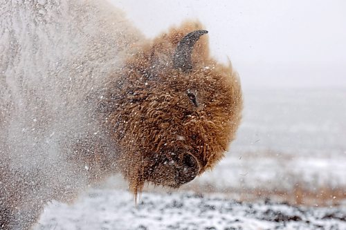 07112023
A white bison in Sioux Valley Dakota Nation’s herd of bison shakes snow off its coat during the Honouring the Buffalo event in the community on Tuesday. 
(Tim Smith/The Brandon Sun)
