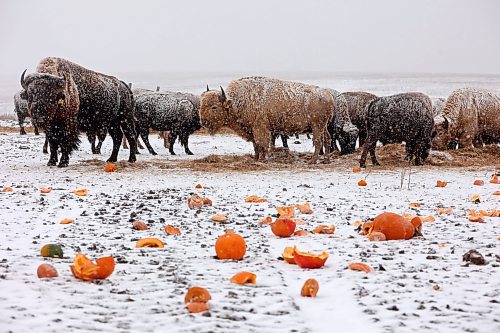 07112023
Some of Sioux Valley Dakota Nation’s herd of bison, including some of their white bison, graze amongst pumpkins thrown to them during the Honouring the Buffalo event. 
(Tim Smith/The Brandon Sun)