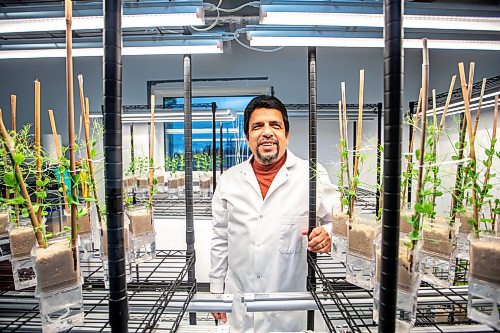 MIKAELA MACKENZIE / WINNIPEG FREE PRESS

Manas Banerjee, owner and chief scientist of XiteBio Technologies Inc, in his lab with peas and soybeans (for XiteBio PulseRhizo and SoyRhizo product testing) on Tuesday, Nov. 7, 2023. One of his other new fertilizer enhancer products, XiteBio Vegi+, has just been approved by regulators for application on vegetable seeds. For Martin Cash story.
Winnipeg Free Press 2023.