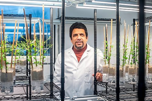MIKAELA MACKENZIE / WINNIPEG FREE PRESS

Manas Banerjee, owner and chief scientist of XiteBio Technologies Inc, in his lab with peas and soybeans (for XiteBio PulseRhizo and SoyRhizo product testing) on Tuesday, Nov. 7, 2023. One of his other new fertilizer enhancer products, XiteBio Vegi+, has just been approved by regulators for application on vegetable seeds. For Martin Cash story.
Winnipeg Free Press 2023.