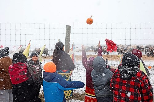 07112023
Students from Sioux Valley Elementary School and Sioux Valley High School feed pumpkins to Sioux Valley Dakota Nation&#x2019;s herd of bison during the Honouring the Buffalo event in the community during a snow storm on Tuesday. The students and other members of the community gave pumpkins to the bison to eat and learned about the importance of bison in Dakota traditions and how bison protect one another. A lunch followed at the SVDN Veteran&#x2019;s Hall. 
(Tim Smith/The Brandon Sun)