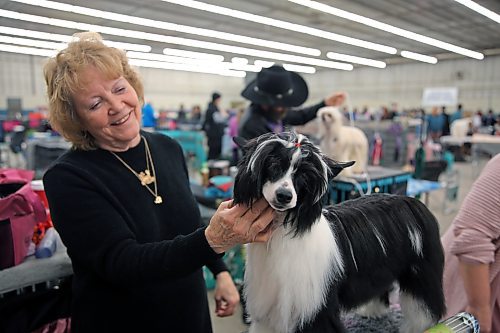 Cindy Egbert inspects Swayze the Chinese crested powderpuff after giving him a thorough combing at the Wheat City Kennel Club's annual dog show on Sunday. More than 80 breeds were represented at the event held at the Keystone Centre. (Colin Slark/The Brandon Sun)