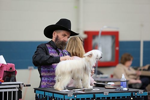 Len Rogers carefully prepares Damian the Chinese crested powderpuff for competition at the Wheat City Kennel Club's annual dog show on Sunday at the Keystone Centre. (Photos by Colin Slark/The Brandon Sun)