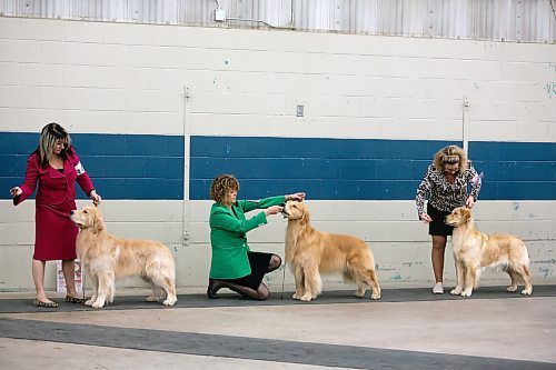 Owners prepare their golden retrievers for inspection by a judge. Competitors came from across the western provinces for the event, with one judge coming in from as far away as Adelaide, Australia. (Colin Slark/The Brandon Sun)