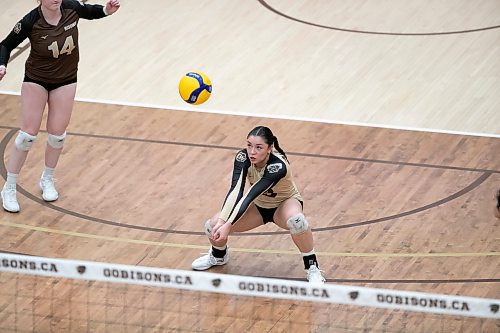 BROOK JONES / WINNIPEG FREE PRESS
The University of Manitoba Bisons play host to the visiting Mount Royal Cougars in Canada West women's volleyball action inside Investors Group Athletic Centre at the University of Manitoba Fort Garry campus in Winnipeg, Man., Friday, Nov. 17, 2023. The Bisons earned a 3-0 (25-13, 25-19, 25-21) victory over the Cougars. Pictured: U of M Bisons left side Andi Almonte watches the ball after bumping the volleyball during second set action.
