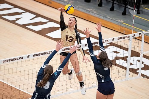 BROOK JONES / WINNIPEG FREE PRESS
The University of Manitoba Bisons play host to the visiting Mount Royal Cougars in Canada West women's volleyball action inside Investors Group Athletic Centre at the University of Manitoba Fort Garry campus in Winnipeg, Man., Friday, Nov. 17, 2023. The Bisons earned a 3-0 (25-13, 25-19, 25-21) victory over the Cougars. Pictured: U of M Bisons left side Andi Almonte spikes the volleyball during second set action.
