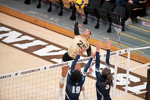 BROOK JONES / WINNIPEG FREE PRESS
The University of Manitoba Bisons play host to the visiting Mount Royal Cougars in Canada West women's volleyball action inside Investors Group Athletic Centre at the University of Manitoba Fort Garry campus in Winnipeg, Man., Friday, Nov. 17, 2023. The Bisons earned a 3-0 (25-13, 25-19, 25-21) victory over the Cougars. Pictured: U of M Bisons left side Raya Surinx goes up to spike the volleyball during second set action.