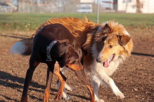 21112023
Dogs play together at the East End Paw Park on Victoria Avenue East in Brandon on a mild and sunny Tuesday.
(Tim Smith/The Brandon Sun)