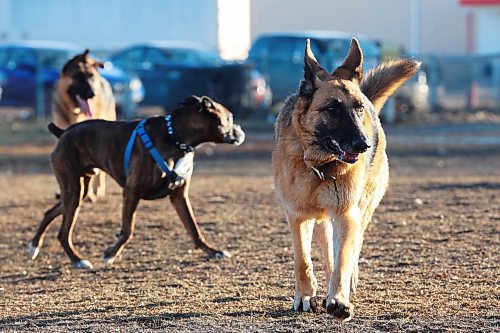 21112023
Dogs play together at the East End Paw Park on Victoria Avenue East in Brandon on a mild and sunny Tuesday.
(Tim Smith/The Brandon Sun)