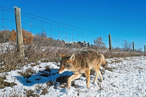 A coyote walks through the fresh snow while hunting in a field at the Brandon Research and Development Centre. (Tim Smith/The Brandon Sun)