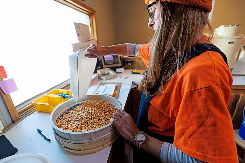 MIKE DEAL / WINNIPEG FREE PRESS
Jennifer Penner puts a sample of corn through some tests that a local farmer has brought in.
Scoular Grain, is located in the Petersfield area is one of the oldest grain elevators left in the province that runs up to Gimli to deliver grain to Diageo on a privately owned short line railroad.
See Martin Cash story
231123 - Thursday, November 23, 2023.