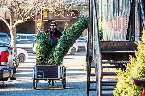 MIKAELA MACKENZIE / WINNIPEG FREE PRESS

Garrett Everett with Winnipeg Trails transports balsam firs from storage to the Christmas Tree stand using a cargo bike at The Forks on Friday, Nov. 24, 2023. All of the proceeds from the sale, which starts today, are going towards the Future Forest initiative (which plants trees along trails in Winnipeg and surrounding areas). Standup.
Winnipeg Free Press 2023.