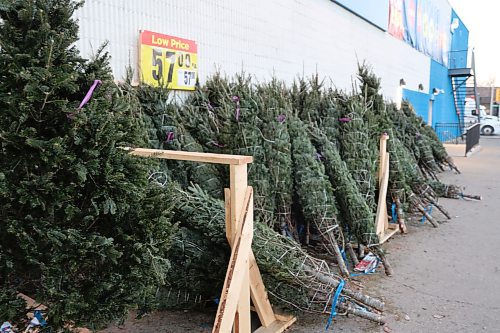 PC Christmas trees at Real Canadian Superstore experienced a $12 increase, now priced at $57, compared to customer reports of purchasing the same size for $45 in 2022. Photos: (Abiola Odutola/The Brandon Sun)