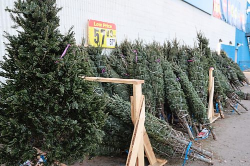 PC Christmas trees at Real Canadian Superstore experienced a $12 increase, now priced at $57, compared to customer reports of purchasing the same size for $45 in 2022. Photos: (Abiola Odutola/The Brandon Sun)