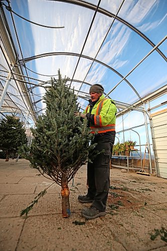 Jes Aagaard with Alternative Landscaping preps a Christmas tree for hanging in the greenhouse on Friday morning, as staff ready for weekend holiday shoppers. (Matt Goerzen/The Brandon Sun)