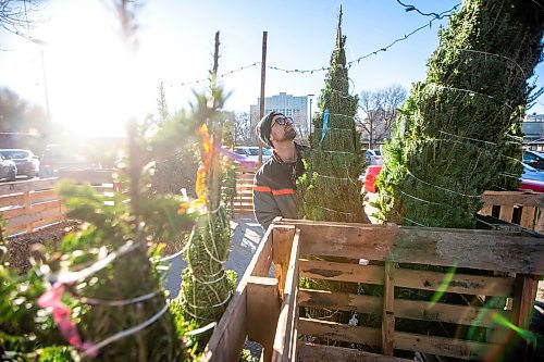 MIKAELA MACKENZIE / WINNIPEG FREE PRESS

Garrett Everett with Winnipeg Trails stocks the Christmas tree stand with balsam firs at The Forks on Friday, Nov. 24, 2023. All of the proceeds from the sale, which starts today, are going towards the Future Forest initiative (which plants trees along trails in Winnipeg and surrounding areas). Standup.
Winnipeg Free Press 2023.