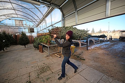 Greenhouse production manager Kerry Van Mackelbergh carries a balsam fir Christmas tree into the greenhouse at the Alternative Landscaping Garden Centre on Friday morning. The company is expecting sales of Christmas trees to jump this weekend in the lead up to the coming holiday season, but they warn that their supply of trees is less than previous years. (Matt Goerzen/The Brandon Sun)