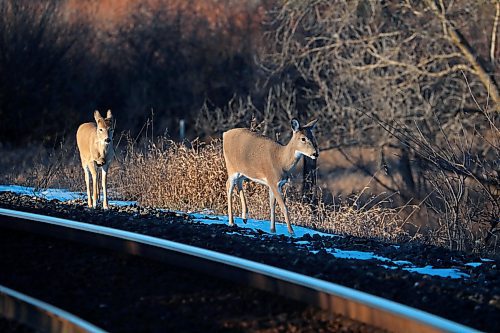 28112023
Two white-tailed deer walk along a set of train tracks in Minnedosa on a sunny Tuesday afternoon. 
(Tim Smith/The Brandon Sun)