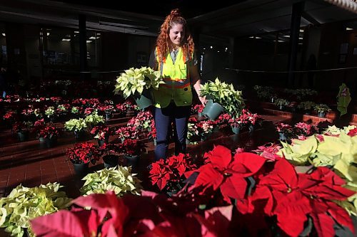 29112023
Abigail Longman helps set up the poinsettia display in the atrium of Brandon City Hall on Wednesday.  (Tim Smith/The Brandon sun)