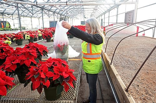 29112023
Tracy Timmer, horticulturalist for the City of Brandon, packs up poinsettias on Monday for delivery to City of Brandon buildings, retirement and personal care homes and a few other locations. Timmer oversaw the growing of close to 1,600 poinsettia plants in 540 pots beginning in July. Three hundred were delivered to the atrium at Brandon City Hall.
(Tim Smith/The Brandon sun)