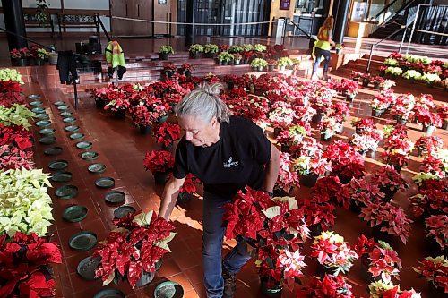 29112023
City of Brandon Horticulturalist Tracy Timmer and Abigail Longman, a seasonal worker with the city, set up the poinsettia display in the atrium of Brandon City Hall on Wednesday. Timmer oversaw the growing of close to 1600 poinsettia plants in 540 pots beginning in July. The festive plants were delivered to all City of Brandon buildings, retirement and personal care homes, and a few other locations. (Tim Smith/The Brandon sun)