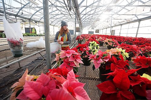 29112023
Abigail Longman, a seasonal worker with the City of Brandon, helps pack up poinsettias on Monday for delivery to City of Brandon buildings, retirement and personal care homes, and a few other locations. See more photos on Page A4.
(Tim Smith/The Brandon Sun)