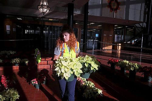 29112023
Abigail Longman, a seasonal worker with the City of Brandon, helps set up the poinsettia display in the atrium of Brandon City Hall on Wednesday. City of Brandon Horticulturalist Tracy Timmer oversaw the growing of close to 1600 poinsettia plants in 540 pots beginning in July. The festive plants were delivered to all City of Brandon buildings, retirement and personal care homes, and a few other locations. (Tim Smith/The Brandon sun)