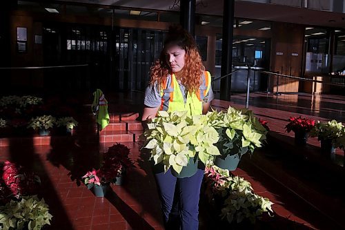 29112023
Abigail Longman, a seasonal worker with the City of Brandon, helps set up the poinsettia display in the atrium of Brandon City Hall on Wednesday. City of Brandon Horticulturalist Tracy Timmer oversaw the growing of close to 1600 poinsettia plants in 540 pots beginning in July. The festive plants were delivered to all City of Brandon buildings, retirement and personal care homes, and a few other locations. (Tim Smith/The Brandon sun)