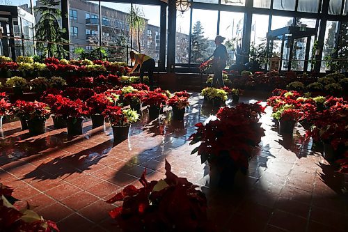 29112023
Abigail Longman, a seasonal worker with the City of Brandon, and City of Brandon Horticulturalist Tracy Timmer set up the poinsettia display in the atrium of Brandon City Hall on Wednesday. Timmer oversaw the growing of close to 1600 poinsettia plants in 540 pots beginning in July. The festive plants were delivered to all City of Brandon buildings, retirement and personal care homes, and a few other locations. (Tim Smith/The Brandon sun)