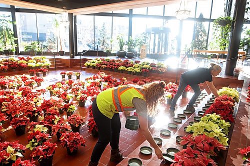 29112023
Abigail Longman, a seasonal worker with the City of Brandon, and City of Brandon Horticulturalist Tracy Timmer set up the poinsettia display in the atrium of Brandon City Hall on Wednesday. Timmer oversaw the growing of close to 1600 poinsettia plants in 540 pots beginning in July. The festive plants were delivered to all City of Brandon buildings, retirement and personal care homes, and a few other locations. (Tim Smith/The Brandon sun)