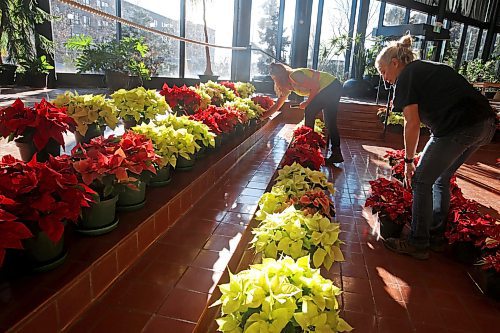 29112023
Abigail Longman, a seasonal worker with the City of Brandon, and City of Brandon Horticulturalist Tracy Timmer set up the poinsettia display in the atrium of Brandon City Hall on Wednesday. Timmer oversaw the growing of close to 1600 poinsettia plants in 540 pots beginning in July. The festive plants were delivered to all City of Brandon buildings, retirement and personal care homes, and a few other locations. (Tim Smith/The Brandon sun)