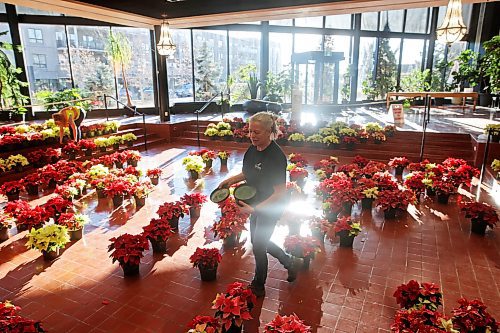 29112023
Abigail Longman, a seasonal worker with the City of Brandon, and City of Brandon Horticulturalist Tracy Timmer set up the poinsettia display in the atrium of Brandon City Hall on Wednesday. Timmer oversaw the growing of close to 1600 poinsettia plants in 540 pots beginning in July. The festive plants were delivered to all City of Brandon buildings, retirement and personal care homes, and a few other locations. (Tim Smith/The Brandon sun)