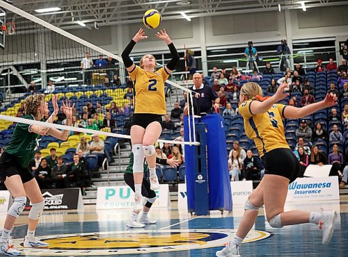 01122023
Carly Thomson (2) of the Brandon Bobcats sets the ball during university volleyball action against the University of Fraser Valley Cascades at the BU Healthy Living Centre on Friday evening. The Cascades managed to pull off a 3-0 sweep, but the Bobcats gave it their all and forced the UFV stars to bring their best stuff. See story on Page B2.
(Tim Smith/The Brandon Sun)