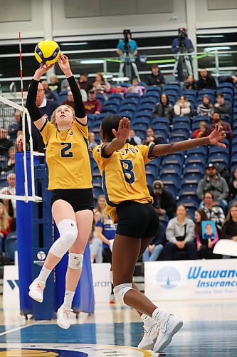 01122023
Carly Thomson #2 of the Brandon Bobcats sets the ball during university volleyball action against the University of Fraser Valley Cascades at the BU Healthy Living Centre on Friday evening.
(Tim Smith/The Brandon Sun)