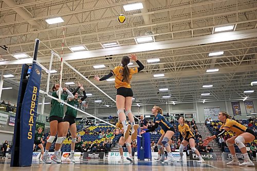 01122023
Kallie Ball #7 of the Brandon Bobcats leaps to spike the ball during university volleyball action against the University of Fraser Valley Cascades at the BU Healthy Living Centre on Friday evening.
(Tim Smith/The Brandon Sun)