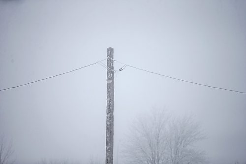 MIKAELA MACKENZIE / WINNIPEG FREE PRESS

Frosty power lines in Morris on Monday, Dec. 4, 2023. For JS hydro story.
Winnipeg Free Press 2023