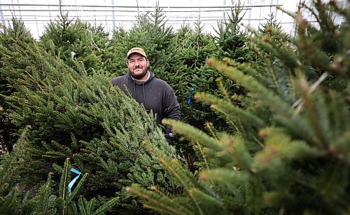 RUTH BONNEVILLE / WINNIPEG FREE PRESS

Local - no snow, slow Christmas tree sales

Schreimer&#x573; Green House GM, Lee Galindo  for more snow and colder weather to get people to come in and buy them out of Christmas trees and arrangements.  Lee says that due to warm temperatures and little  snow, people are slow to buy this year. Last weekend Christmas Tree sales were up and product is starting to move again though.   

Nicole Buffie story 

Dec 4th,  2023