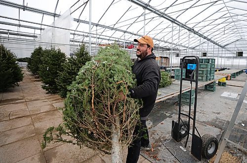 RUTH BONNEVILLE / WINNIPEG FREE PRESS

Local - no snow, slow Christmas tree sales

Schreimer&#x573; Green House GM, Lee Galindo  for more snow and colder weather to get people to come in and buy them out of Christmas trees and arrangements.  Lee says that due to warm temperatures and little  snow, people are slow to buy this year. Last weekend Christmas Tree sales were up and product is starting to move again though.   

Nicole Buffie story 

Dec 4th,  2023