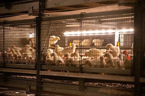 MIKAELA MACKENZIE / WINNIPEG FREE PRESS

The pullet barn at Siemens Farm, which holds 21,000 two-and-a-half week old chicks (and is kept at the warmest temperature), near Rosenort on Monday, Dec. 4, 2023. Kurt Siemens is one of many farmers asking the federal government for an exemption on carbon pricing for natural gas and propane used on the farm &#x460;for him, that would mean an exemption on the carbon price heating his chicken barns. For JS carbon tax story.
Winnipeg Free Press 2023