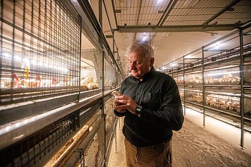 MIKAELA MACKENZIE / WINNIPEG FREE PRESS

Kurt Siemens in the pullet barn, which holds 21,000 two-and-a-half week old chicks (and is kept at the warmest temperature), near Rosenort on Monday, Dec. 4, 2023. Siemens is one of many farmers asking the federal government for an exemption on carbon pricing for natural gas and propane used on the farm &#x460;for him, that would mean an exemption on the carbon price heating his chicken barns. For JS carbon tax story.
Winnipeg Free Press 2023