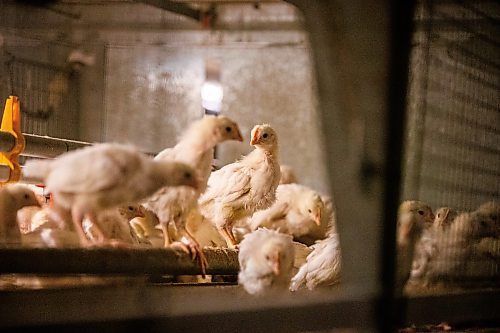 MIKAELA MACKENZIE / WINNIPEG FREE PRESS

The pullet barn at Siemens Farm, which holds 21,000 two-and-a-half week old chicks (and is kept at the warmest temperature), near Rosenort on Monday, Dec. 4, 2023. Kurt Siemens is one of many farmers asking the federal government for an exemption on carbon pricing for natural gas and propane used on the farm &#x460;for him, that would mean an exemption on the carbon price heating his chicken barns. For JS carbon tax story.
Winnipeg Free Press 2023